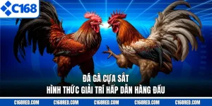 Đá Gà Cựa Sắt - Hình Thức Giải Trí Hấp Dẫn Hàng Đầu